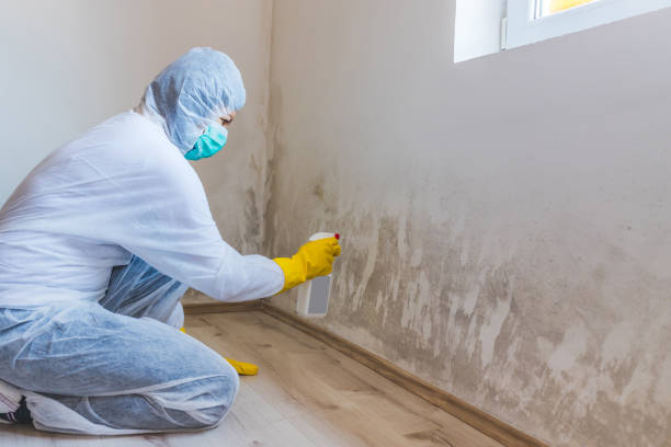 Licensed Mold Testing service in Pikesville, MD - WQB Mold Removal